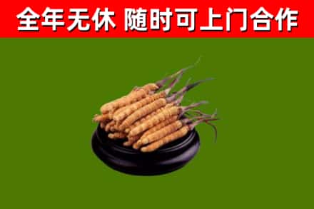 柴桑烟酒回收冬虫夏草.jpg