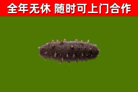 柴桑烟酒回收干海参.jpg